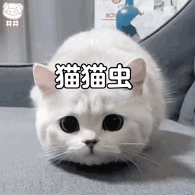 |搞笑图集：我一去蹲厕所我家猫就这样看着我怎么办。