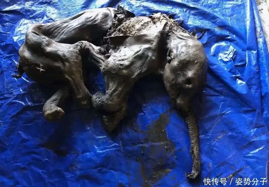 人类实的要小心了！冻土中发掘出35000年前猛犸象，警觉史前病毒（冰层里的猛犸象）