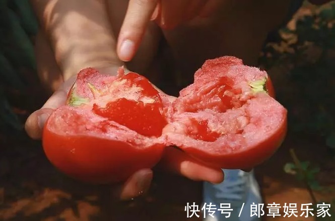 多汁|买西红柿别只会看颜色，牢记4个妙招，西红柿鲜甜多汁，做菜好吃