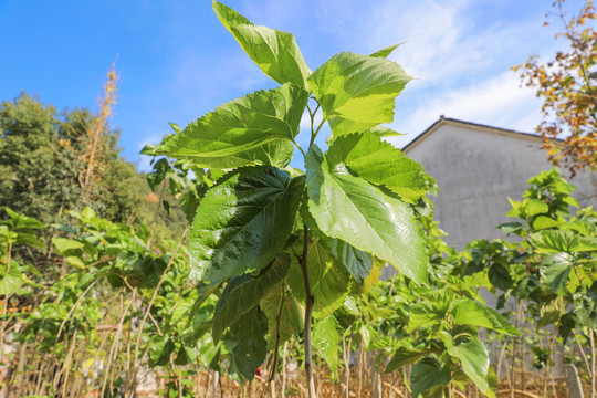 老中医|桑叶能用好，一定是个宝！一味神仙叶，8大妙用，8种病症都能治！