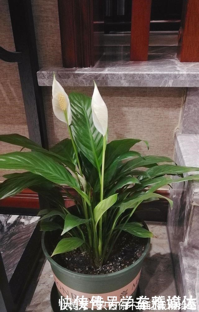 白掌|12种耐阴花，适合养在卫生间里，光不好也能呼呼长！
