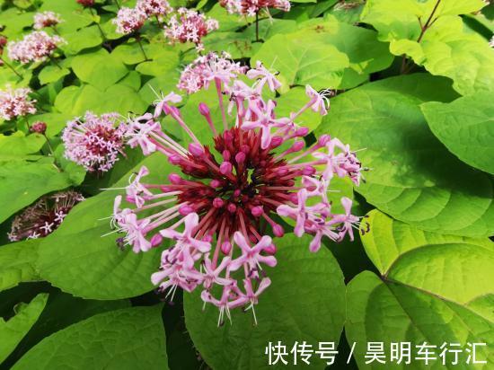 名字有点怪，看起来又很美，这种叫“臭牡丹”的花，你有见过吗？