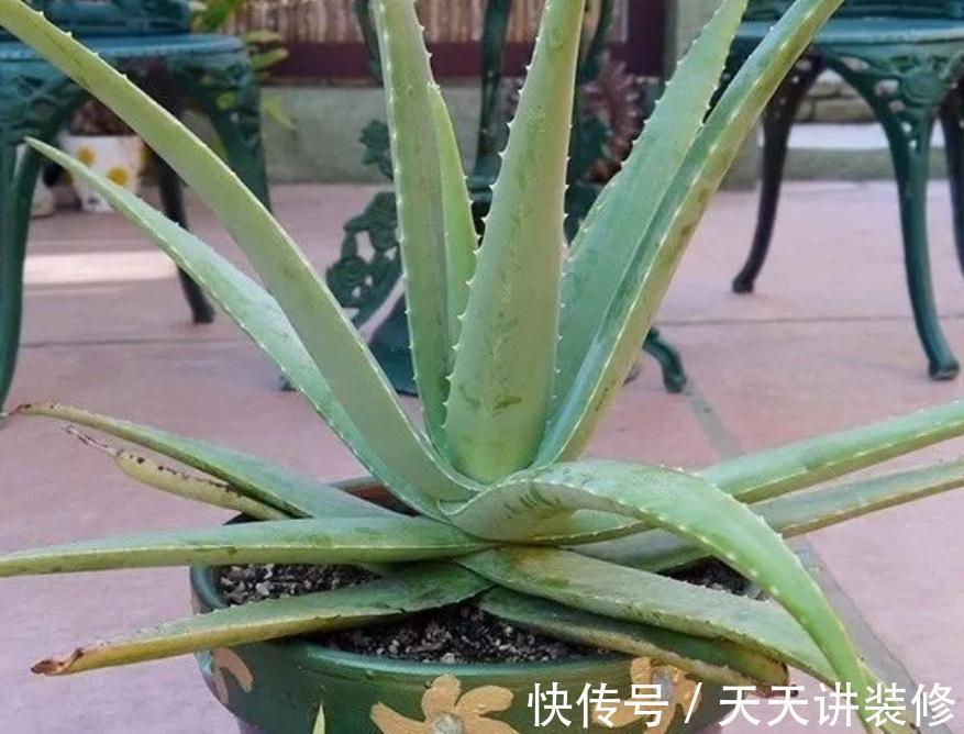 气温突降,盆栽芦荟该注意这些事项,不然茎叶全化水