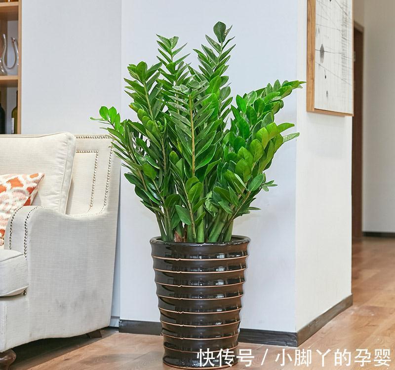 客厅见树,家兴人旺!6种吉利树,好养寓意好,还能养身体