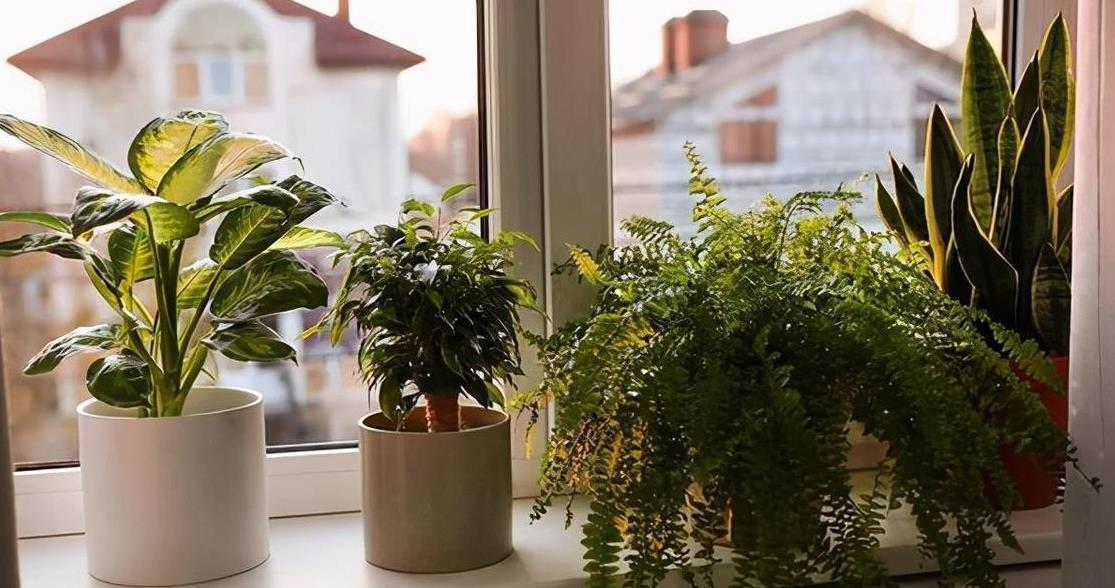 中和园|该怎么将松针应用到养花种草上？