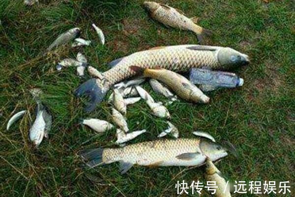 活水|三伏天钓鱼不想扑空常用这些老套路,熟练掌握,一钓一个准