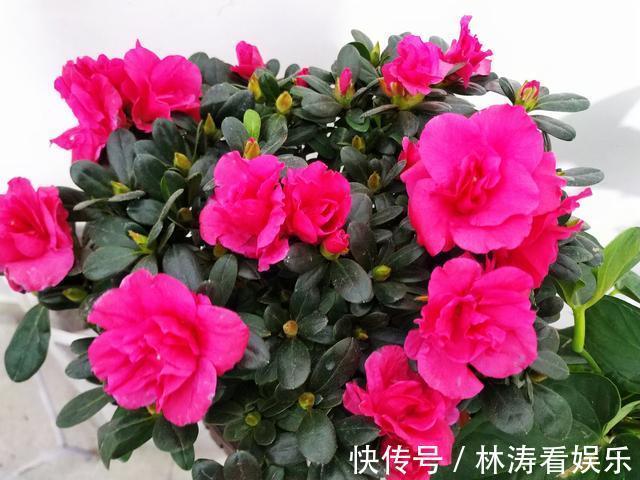 养分|杜鹃花谢后，咔咔“剃光头”，来年开花量，多了好几倍