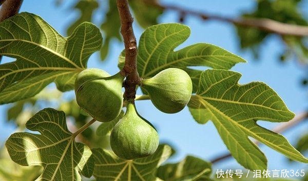 无花果开始结果，养护上做好几点，果实挂满枝头，还超甜