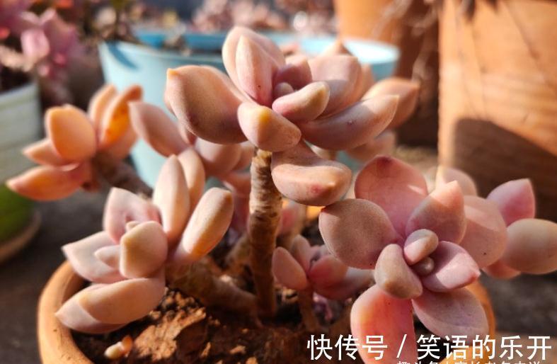 多肉冬美人冬天施肥?也可以,但用肥有讲究,不然会变“冬霉人”