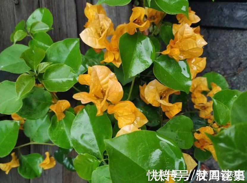 学会3个小技巧,不用控水,三角梅依然爆花,一茬接一茬