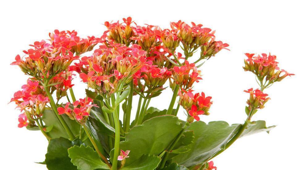 长寿花秋季怎么养才能长势好,有些细节千万要注意