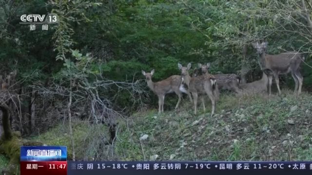 梅花鹿|记者探访东北虎豹国家公园 神秘森林再现“群鹿图”