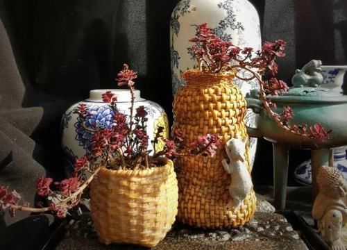 什么时候|养多肉，不懂该什么时候浇水？凭借这些特征动手就能远离问题