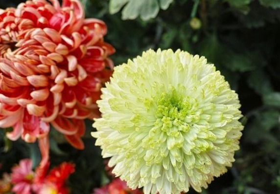 菊花这样养护,株型好看,开花数量多,还能净化空气,可多养几盆