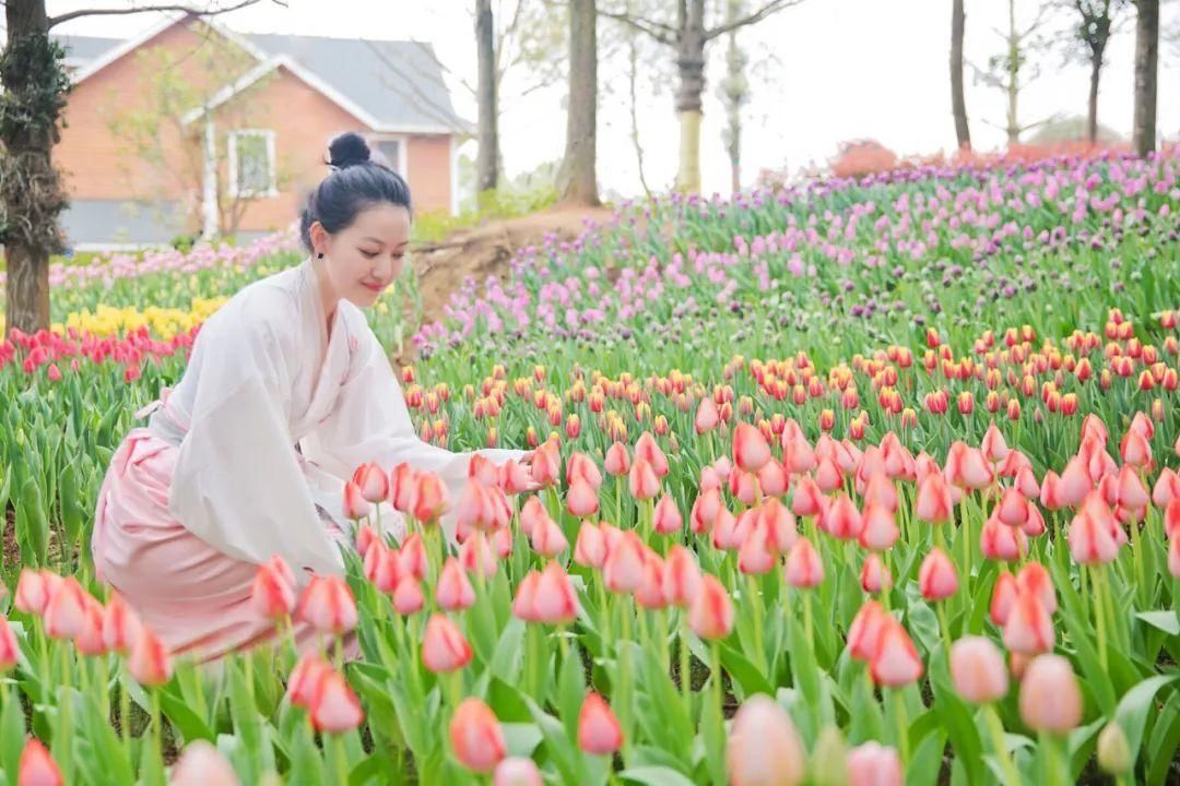 湖北省春季十大赏花游之“花漾芳菲满园，斑斓郁金香游”！