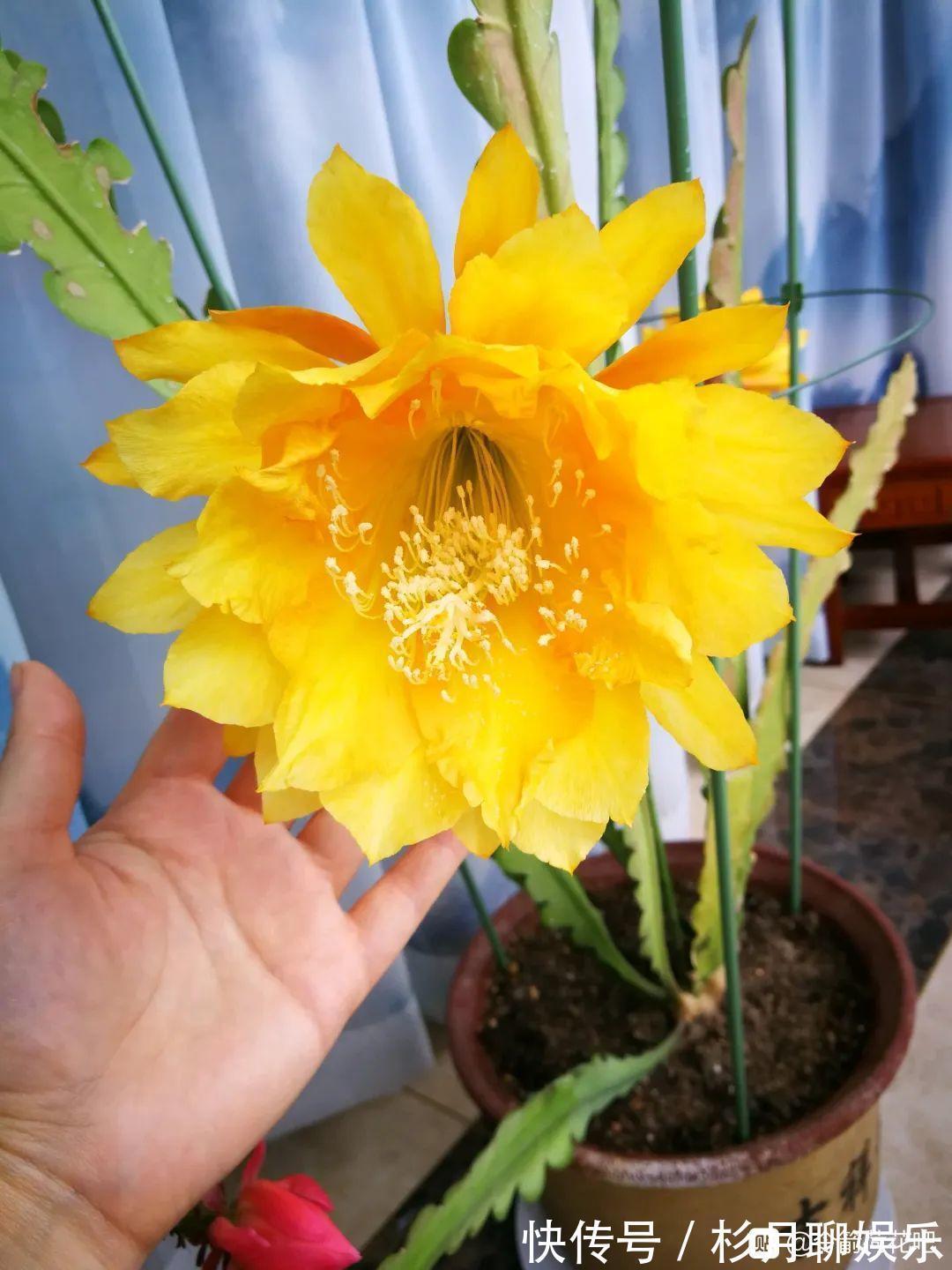 昙花|大爷家荷花种在花盆里,1次开花20朵,比巴掌还大!