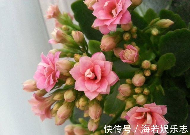 水仙花|长寿花“长寿”,这几点不注意,照样掉叶子整棵死翘翘