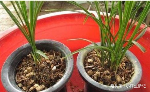 水杨酸|给花卉换盆时,底下垫点“小玩意”,不烂根,营养高,比施肥强!