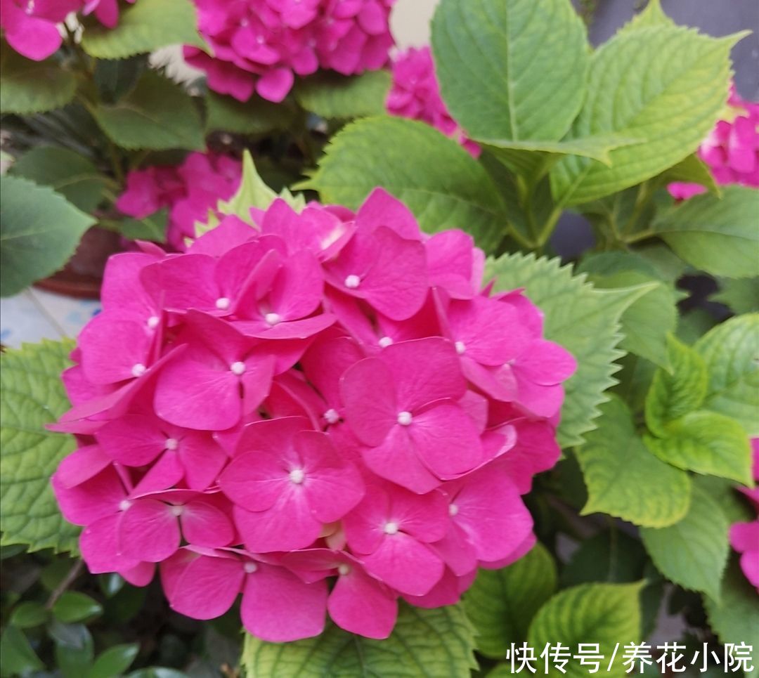 花卉|绣球还不开花，及时做对3件事，一段时间后花团锦簇