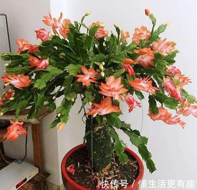 蟹爪兰长满大花苞可不是好事,缺了这一步,一朵也开不了!