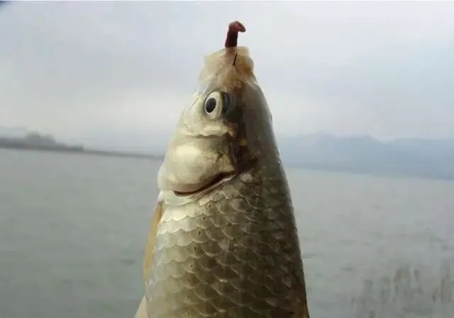 自从学会这几个冬钓“妙招”,冬天比夏天钓得还多,而且还大