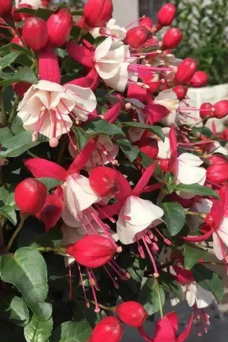 南方养花，避开“冷凉花”，买了也白花钱，天一热就枯了