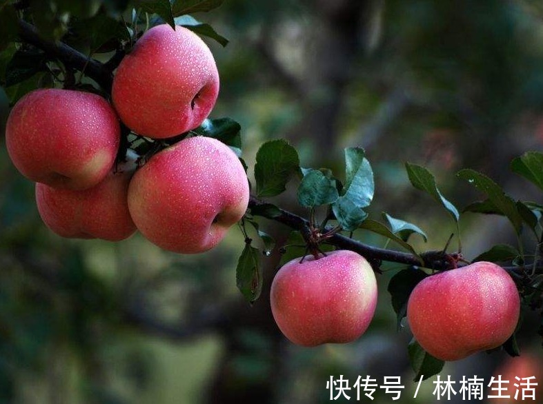 苹果|常吃苹果有益处，但你知道什么时候吃最好吗早知早受益