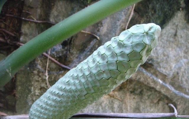 盆栽龟背竹也能开花结果,花期也较长,但开一次花不容易