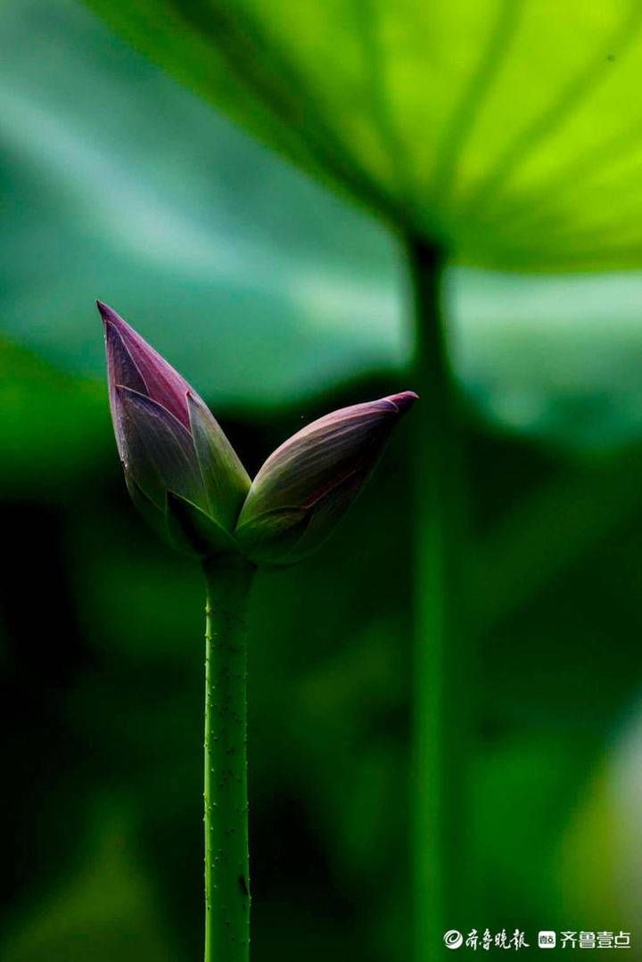 并蒂莲|7月10日最佳情报｜美好夏天！并蒂莲颜值高，四喜丸子味道足