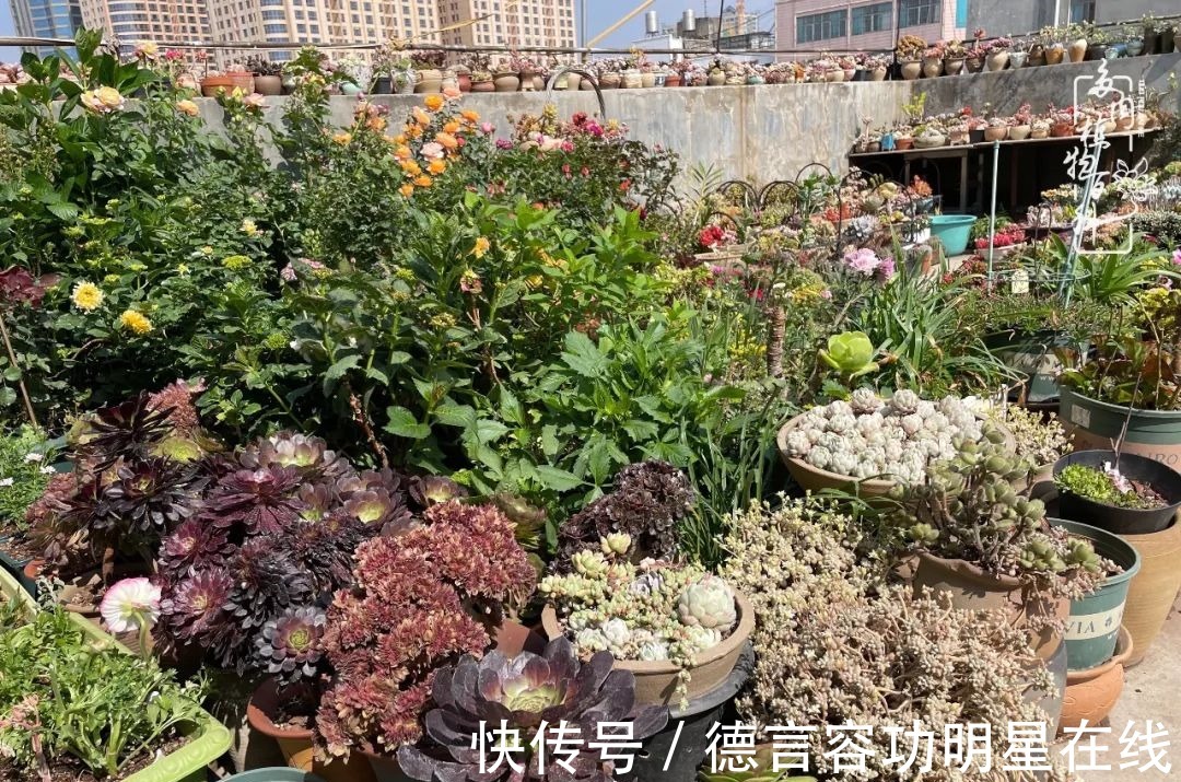 最美四月天,去杨姐的屋顶花园,赴一场花约!