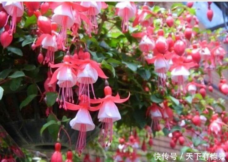 3种花,堪称“开花机器”,随便一养开满盆,开花一茬茬!