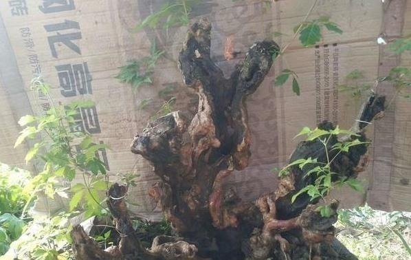 虫眼|山路边挖来的“虫眼桩”,捡回埋在沙盆中,3个月发新芽、价猛涨