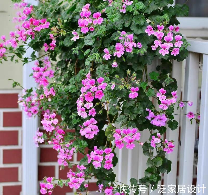 红缨吊兰|养花位置不够了?养这“6种”可以吊起来养的花,好看又不占地方