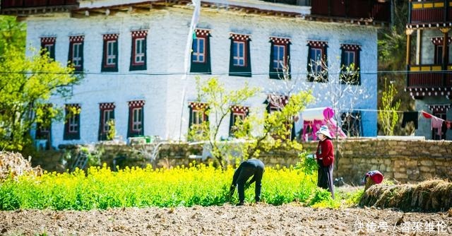 这里比甲居藏寨隐蔽，百年梨花开满山，仿若世外桃源