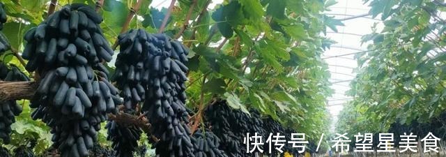 种花|如绿萝般好养的果树,不怕旱不怕晒,营养丰富还好吃!