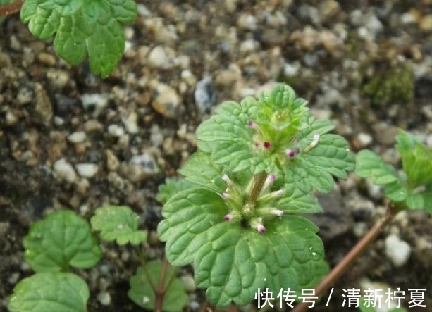 中草药|农村的一种野草，现在却千金难买，看见一定要带回家！