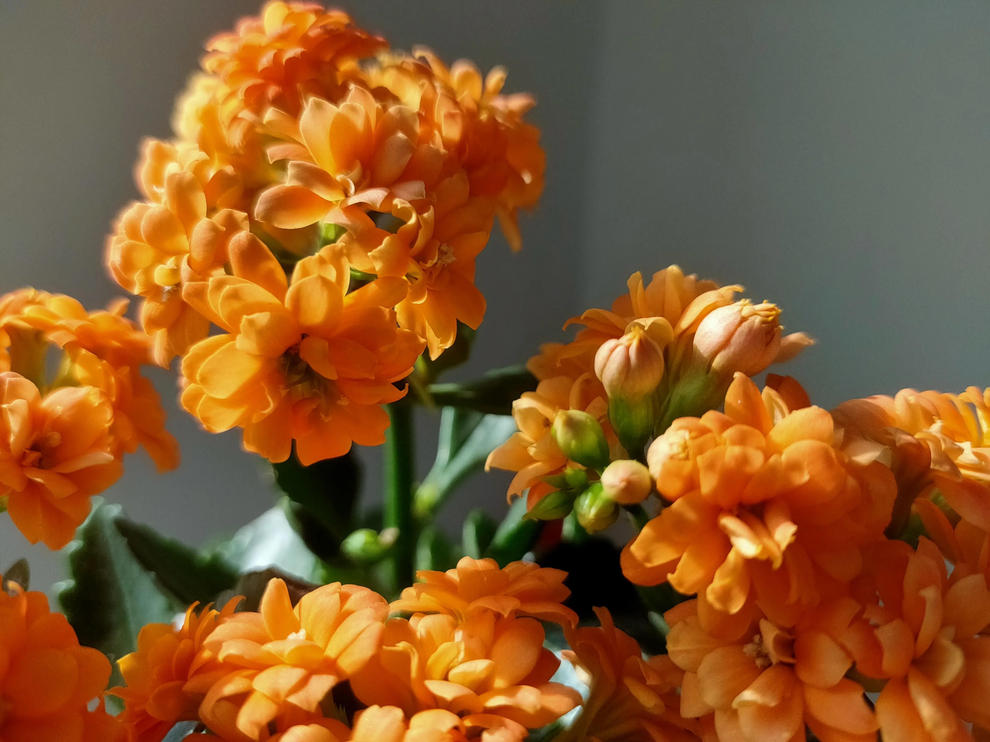 长寿花的“1朵花”绽放开60天，了解它的生长环境，你也能做到