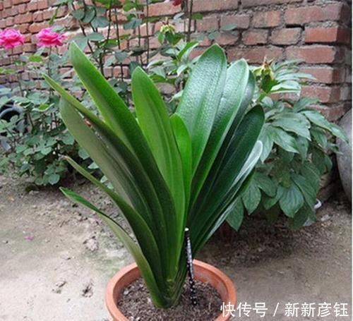 进入7月养君子兰,1看2做3注意,叶绿根壮,花开一茬又一茬