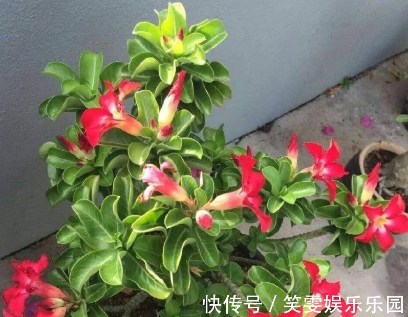 万能自制肥：蛋壳为原材料，制作过程是加热磨碎