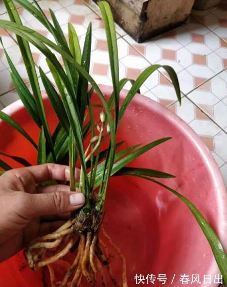 秋天养兰花，教你几个小技巧，快速服盆生根快，长出许多新芽