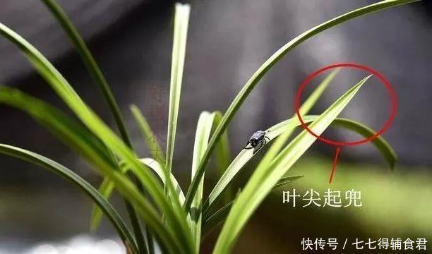 这种叶片的兰花,遇上了就不要错过,兰友运气来了