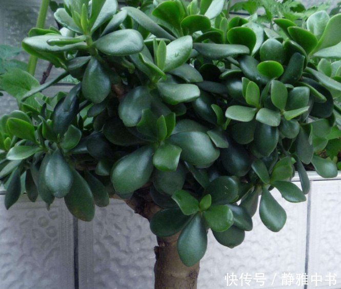 阳台上|名字带“财气”的4种花卉,有钱人养家里都养一盆,寓意财源滚滚