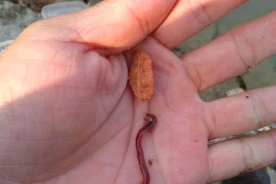 冬天冷，上鱼不够快，果断换用这2套钓法，大板鲫上了一尾又一尾