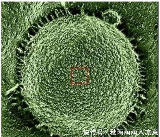 人类 将树叶放大一亿倍会看到什么?科学家:从未见过的“第二宇宙”