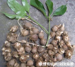 鱼肉|农村过年吃的都是鱼肉，也爱吃着几种野菜，万一全吃过我服您！