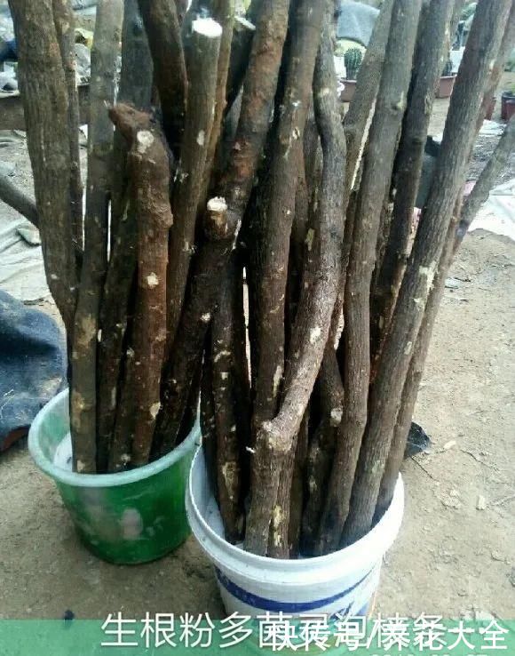 大粗杆子扦插，泥巴一裹就生根，秒变老桩大户