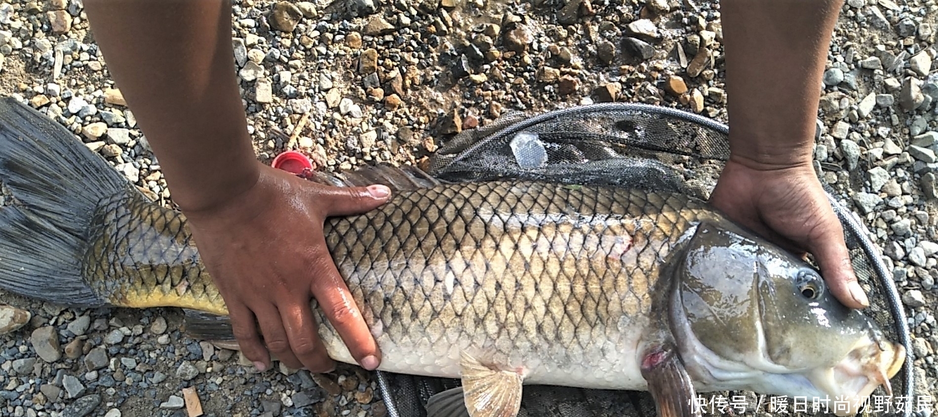 空军|用螺鲤鱼饵野钓鲤鱼,有人空军有人爆护,原来配饵有技巧