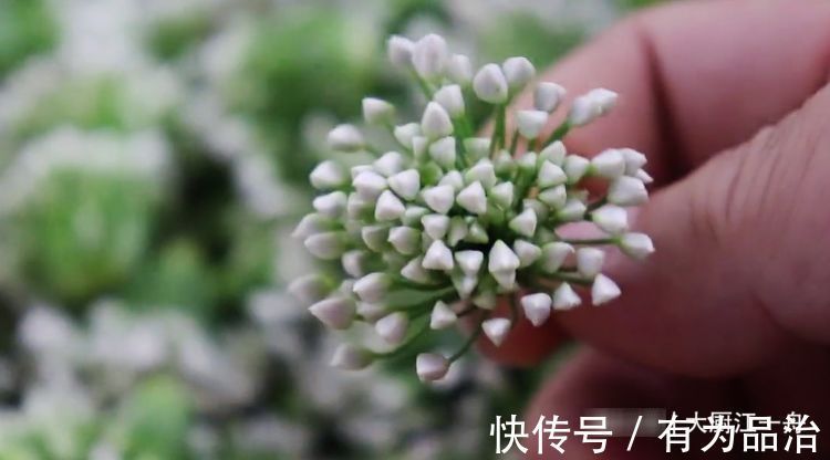 鲜香|腌韭菜花，只加盐不好吃！多加这2种食材，鲜香入味，放一年不坏