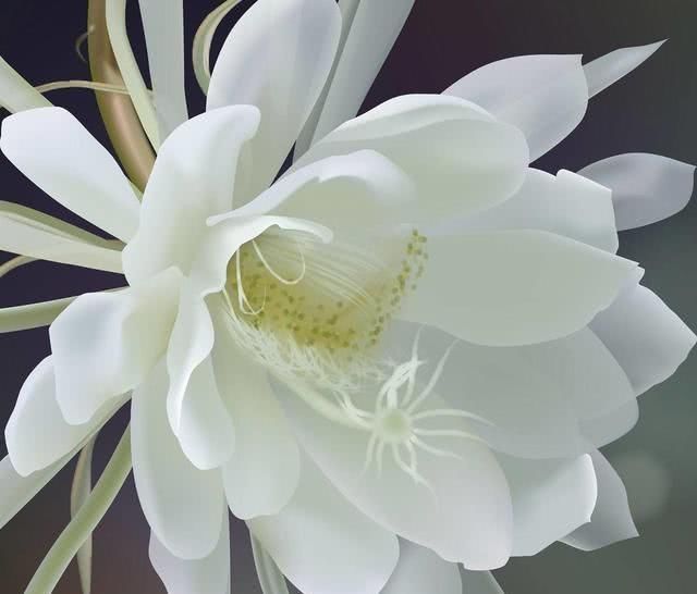 这几种花,养了就是赚到,花苞、果实、叶子都是好东西