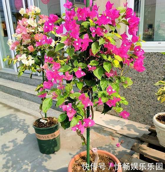 形状|想养盆景三角梅,从“小”抓起,养出盆景,“千金”不换